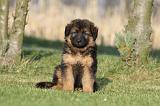BERGER ALLEMAND 824